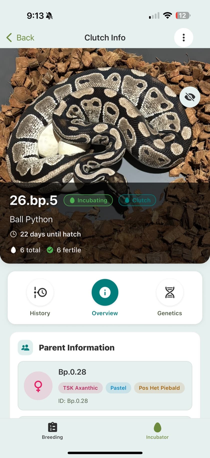 A clutch record with egg counts, incubation status, and days until hatch in the Scutely app